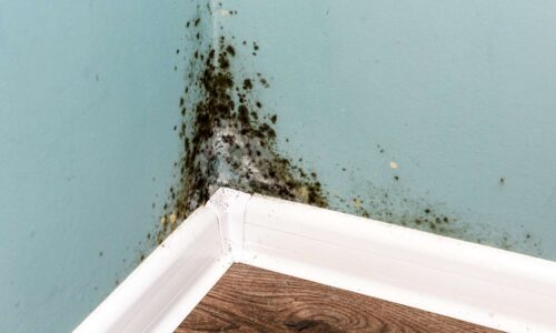 mold cause and origin