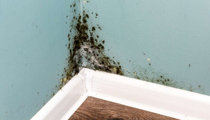 mold cause and origin