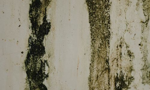 Mold growth on a damp wall caused by spring humidity