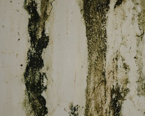 Mold growth on a damp wall caused by spring humidity